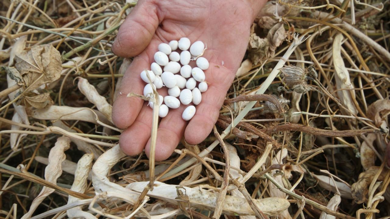 Şeker fasulyesi üreticisi kuraklıktan etkilenmedi