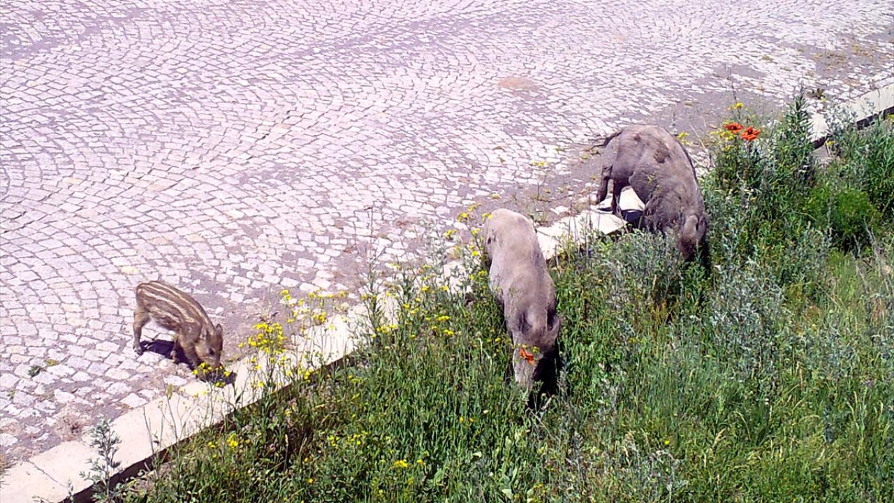 "Sarıçam ormanları yaban hayatı açısından zengin"