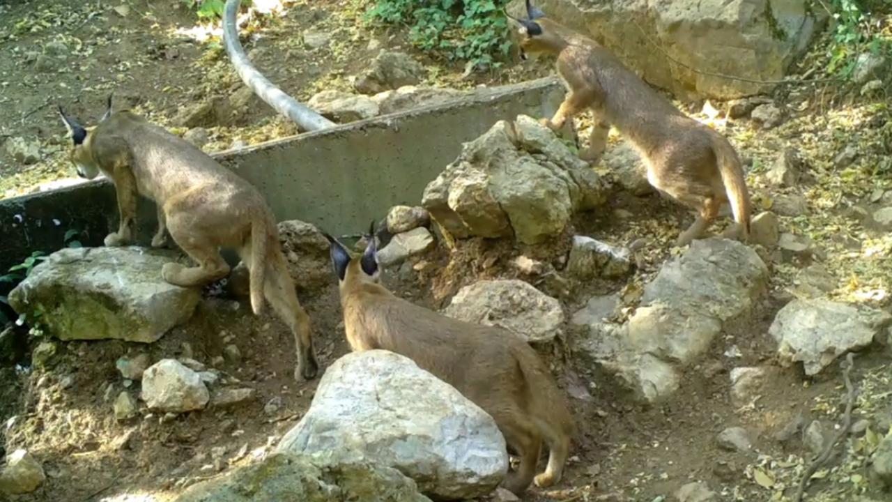 Çok çeşitli habitatlarda bulunabiliyor