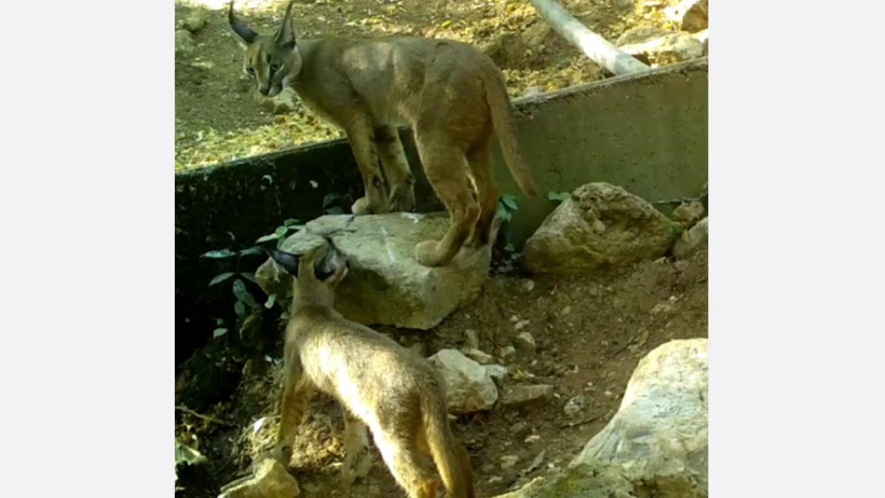 "Kendi ağırlığının 2 ya da 3 katı ağırlığında avları avlayabiliyor"