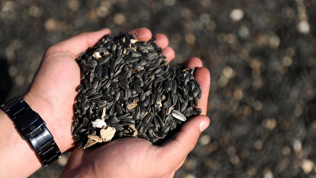 "Konya`da 300 bin ton rekolte bekliyoruz"