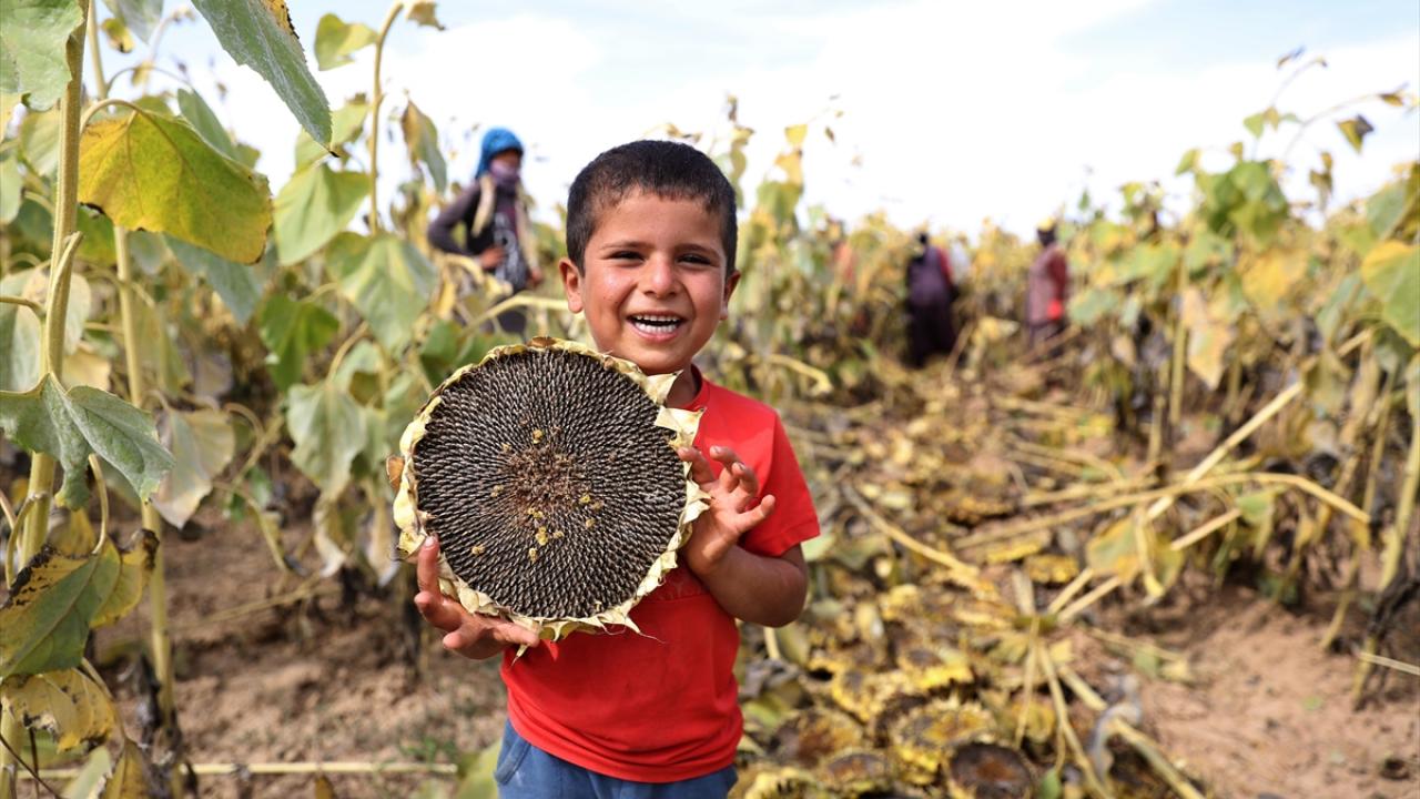 "Ayçiçeği, mısır ve pancara göre daha az su tüketen bir bitki"