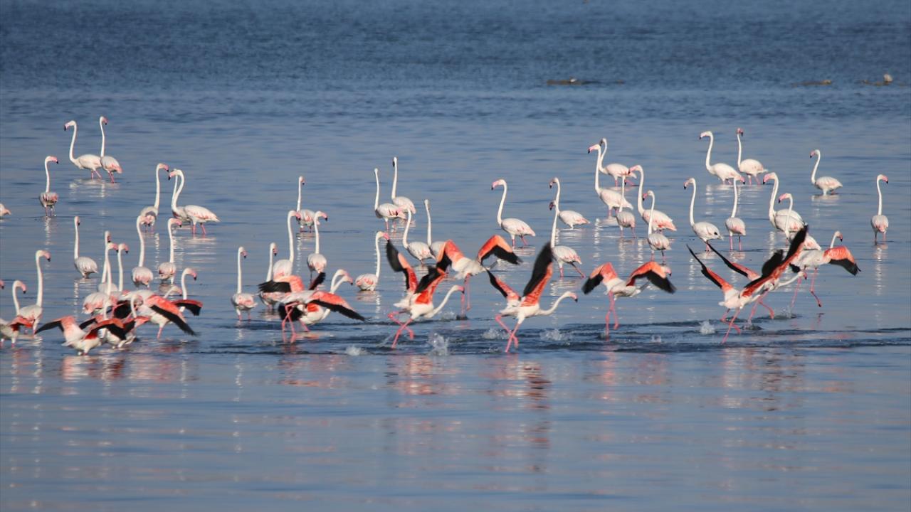 Flamingolar fotoğraf tutkunlarının ilgisini çekiyor