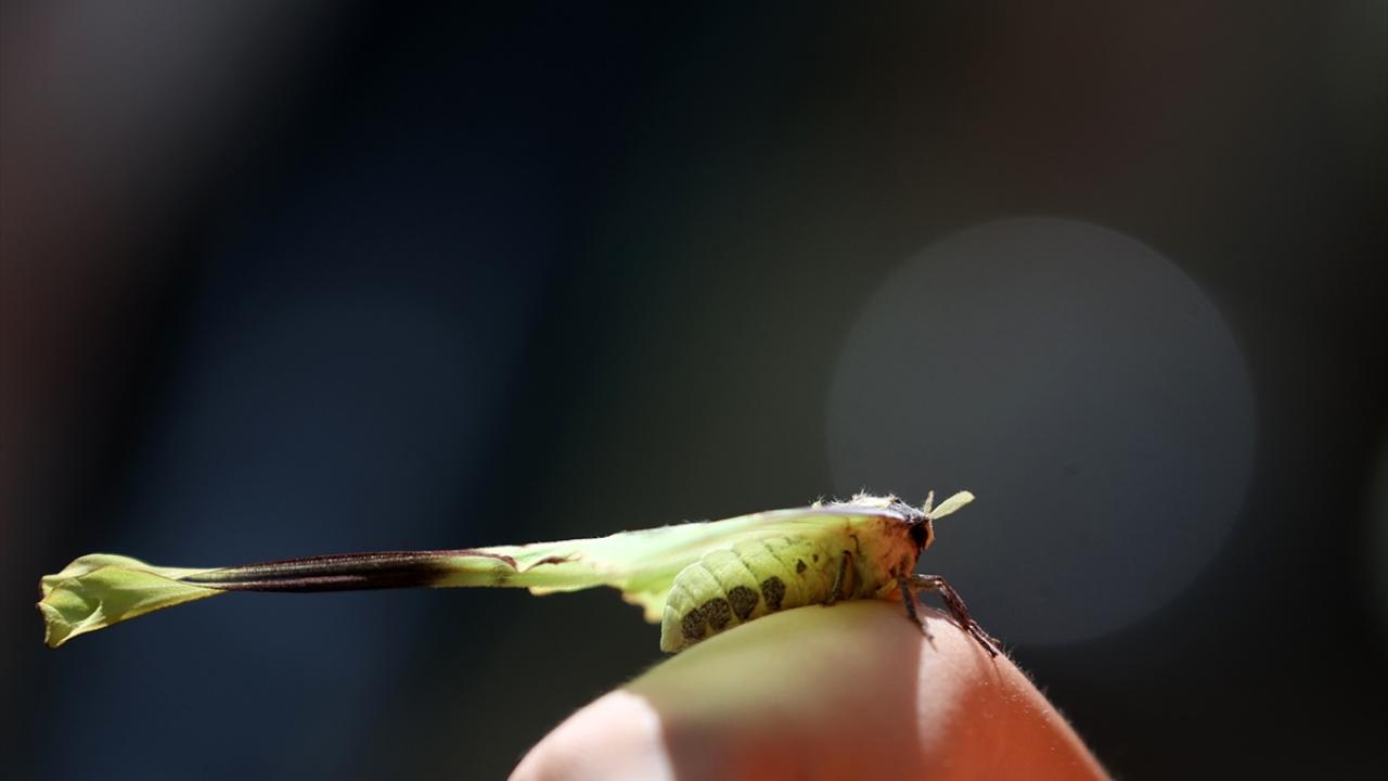 "Tırtılken yediğiyle yaşıyor"