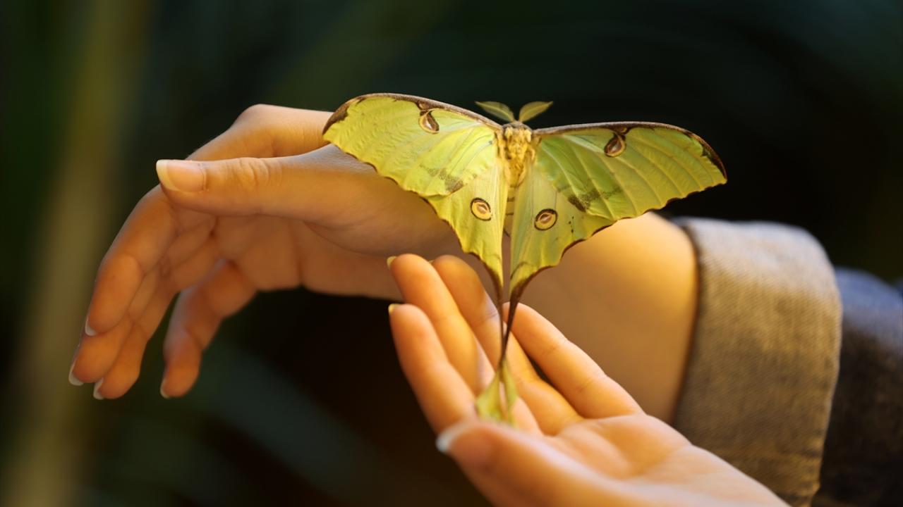 Rengi kamuflaj yeteneğini artırıyor