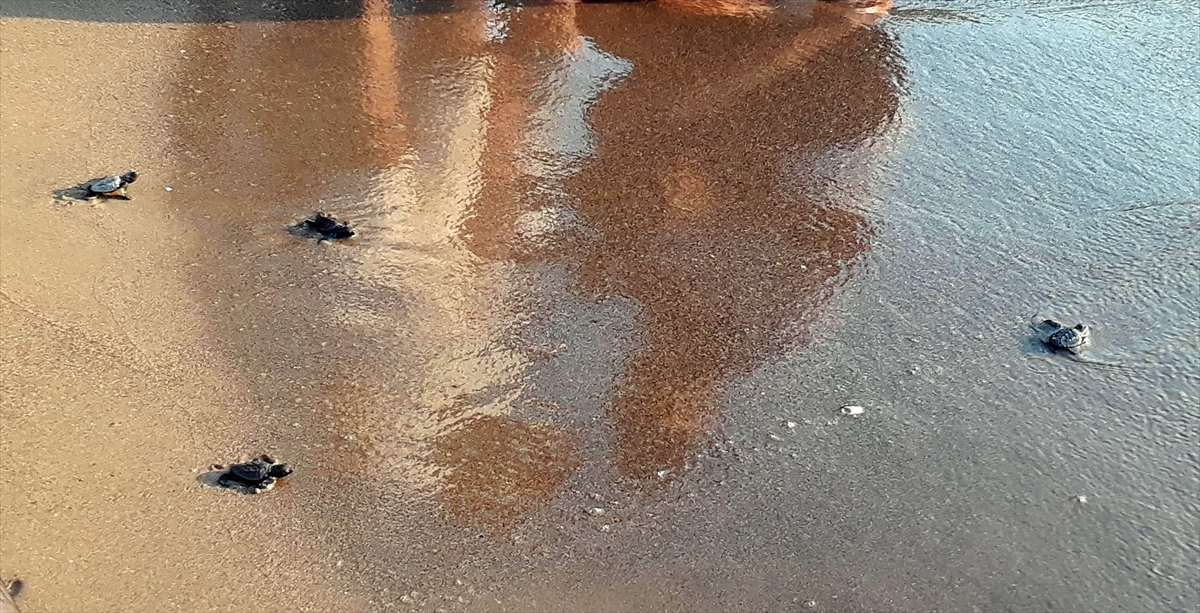 "42 bin yavru başarılı bir şekilde denizle buluştu"