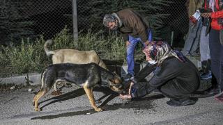 Barınak görevlilerinin ölüme terk ettiği 30'a yakın köpek son anda kurtarıldı