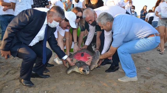 Antalyada 4 caretta caretta denize bırakıldı