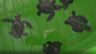 İztuzu sahilinde caretta caretta yuvası ve yavru çıkışında rekor