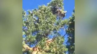 Çoban köpeklerinden kaçan vaşak ağaca çıktı