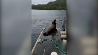 Katil balinalardan kaçmak isteyen deniz aslanı tekneye atladı