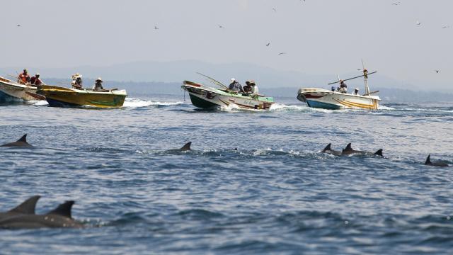Hawaiinin "dönücü yunusları" ile yüzmek yasaklandı