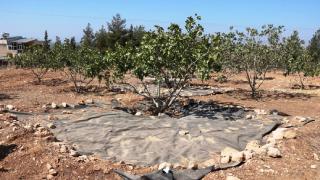 Yağmur suyuyla sulanan fıstık ağaçlarının verimi arttı