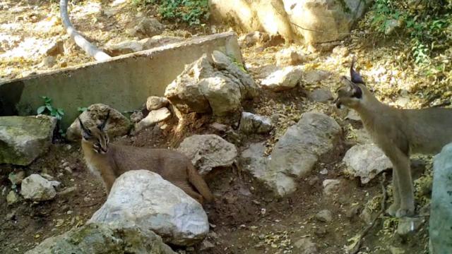 Ormanın hayalet kedisi Antalyada görüntülendi