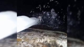 Denize düşen yavru kedi bez parçasıyla hayata tutundu