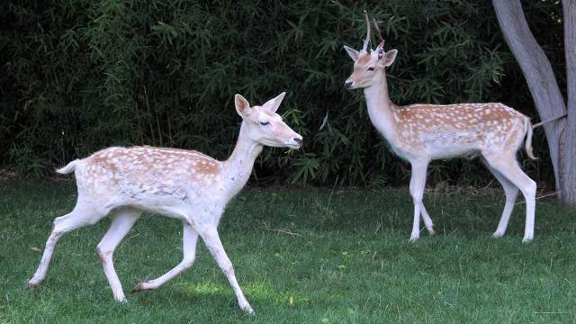 Kırşehir evcil hayvanlar parkı yeni sakinleriyle ilgi görüyor