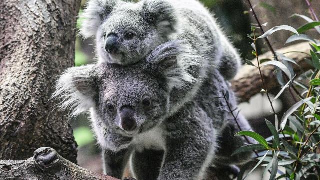 Avustralyada koala nüfusu tehdit altında