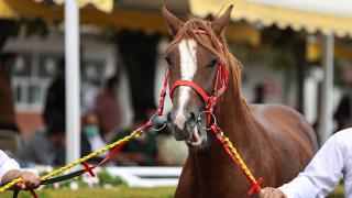 Şampiyon nesiller Eskişehir'de yetiştiriliyor