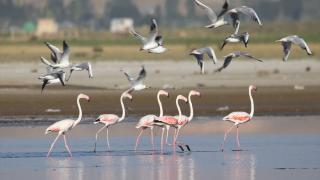 Van Gölü Havzası'nda kuşların yaşam alanı daralıyor