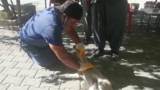 Yavru köpek kalp masajıyla hayata tutundu