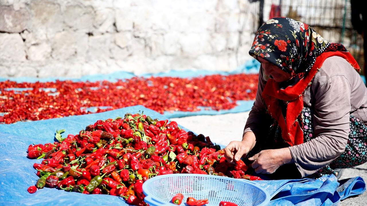 "Bilenler her yıl gelir, bu biberi alır"