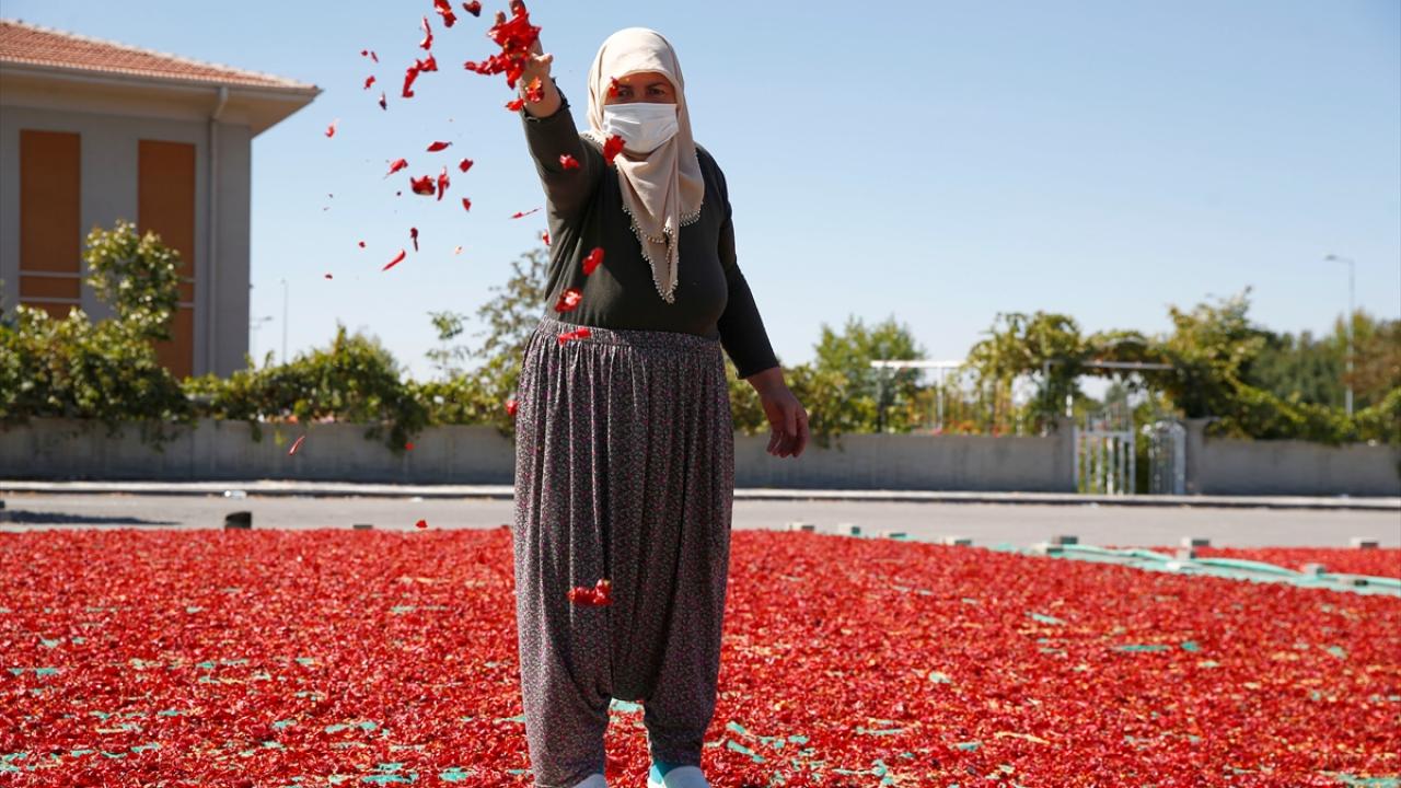 "Bu yıl kilogramını 65-70 liradan satıyoruz"