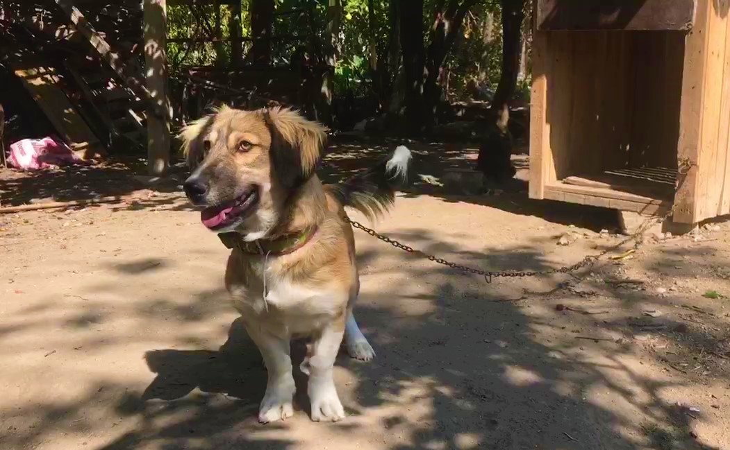 Evlerinin bahçesindeki ağılda eşiyle birlikte yetiştirdikleri 27 koyun 4 gün önce akşam saatlerinde çalındı.