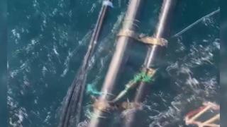 Yük gemisi balık havuzuna girdi, binlerce balık denize kaçtı