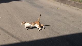 3 gün ağaçta mahsur kaldı, kurtarılacağı sırada indi