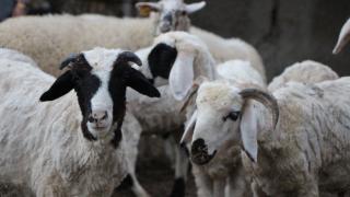 "Hayvanlarımızın geleceğine inanıyordum. Polisimiz çok titiz davrandı"