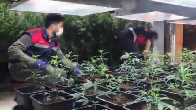 Zihir tacirleri depoyu uyuşturucu serasına dönüştürmüş