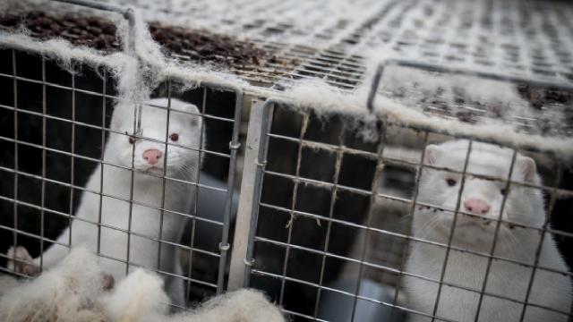 Finlandiya vizonları koronavirüse karşı aşılayacak