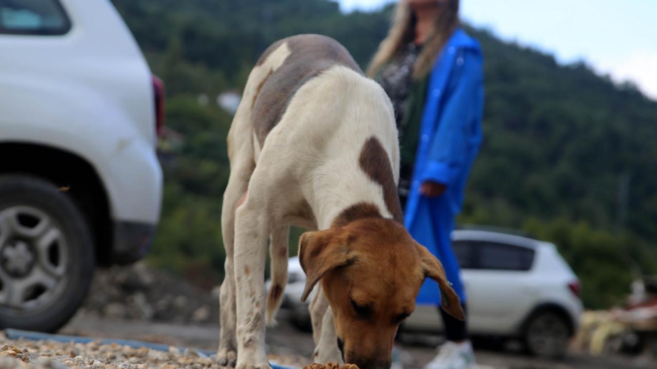 Selin yaralarının sarılmaya çalışıldığı bölgede, sokak hayvanları da unutulmadı. 