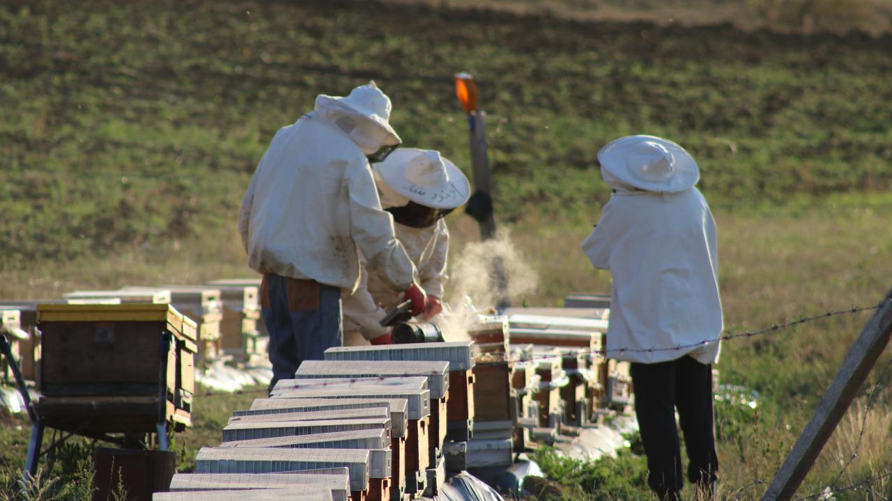 "Bu sene rekoltede oldukça düşüş yaşandı"
