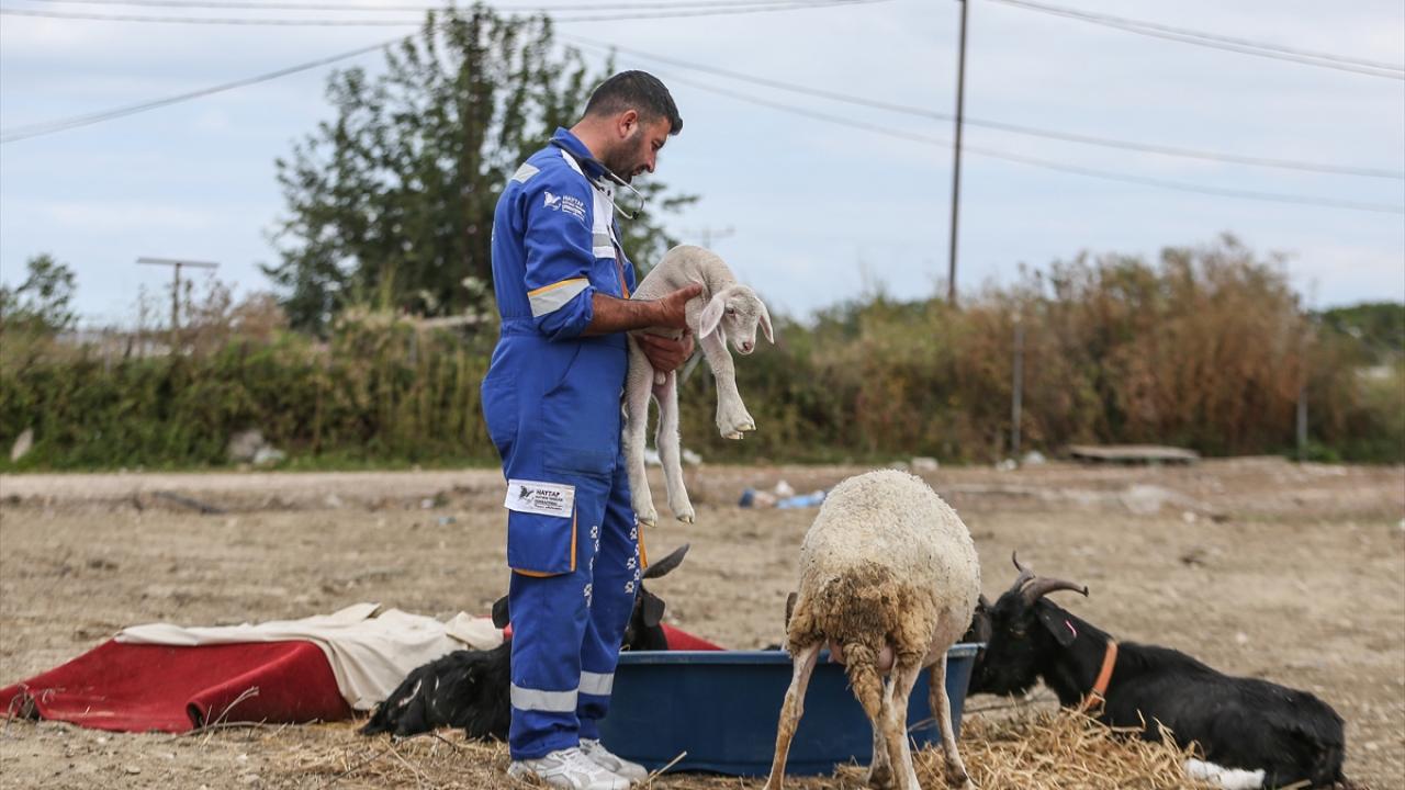 "Barış buranın yeniden neşesi oldu"
