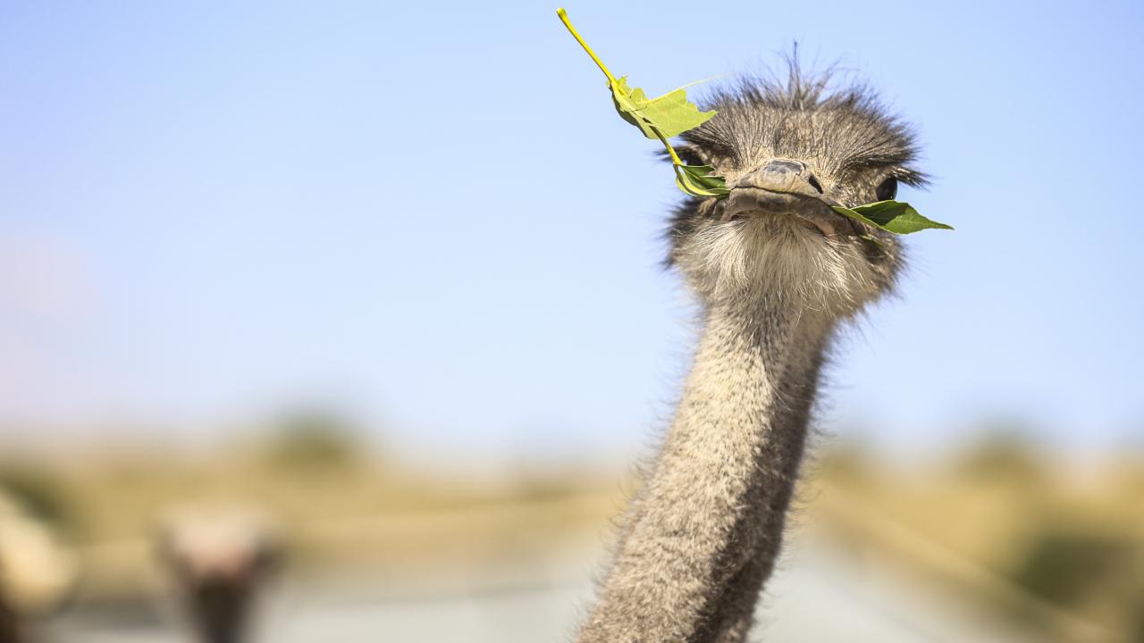 Devekuşu X Deve kuşu ✓