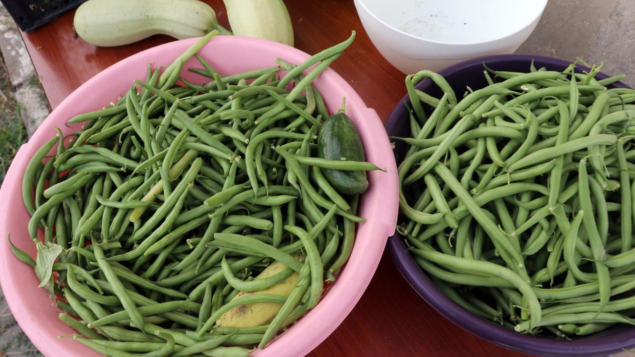 Fasülye X Fasulye ✓