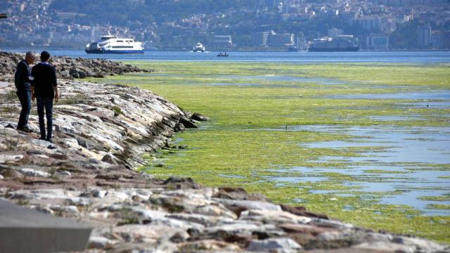 İzmirde deniz yeşile büründü