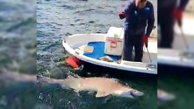 Oltasına 2,5 metre boyunda köpek balığı takıldı