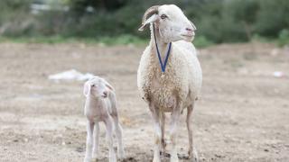 Annesi orman yangınından kurtulan kuzuya ‘Barış’ adı verildi