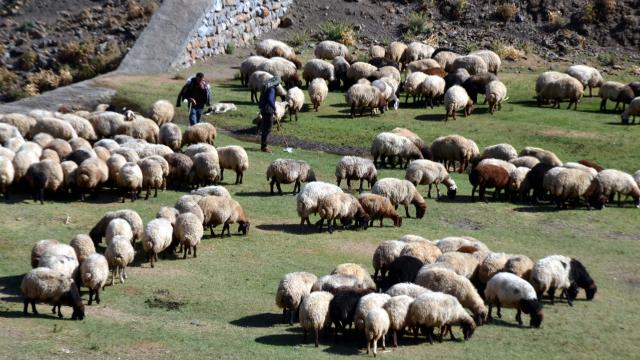 Muşta küçükbaş hayvan yetiştiricilerine 17 milyon lira destek
