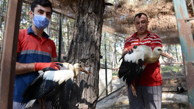 Anneleri ölen leylek yavruları, bakımlarının ardından doğaya bırakıldı