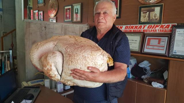 Mersinde dev mantar bulundu