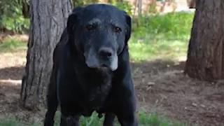 Emekli patlayıcı arama köpeği 'Maske' Pars Filosu'na emanet