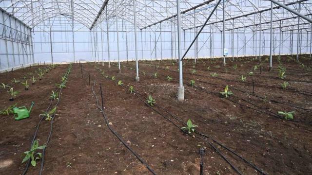 Türkiyede ilk: Organize Sanayi Bölgesinde muz serası kuruldu
