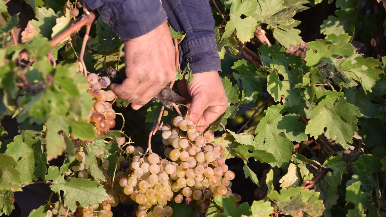 Şanlıurfa'da kazanlar pestil ve pekmez için kaynadı