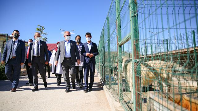 Sivasta barınaktan sahiplenilen hayvanların aşı ve bakımları ücretsiz yapılacak