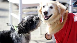 TBMM Başkanı Şentop: Bir canı sahiplendiğiniz zaman sorumluluğun farkında olun