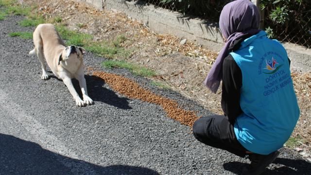 Hatayda gençler sokak hayvanlarını besledi