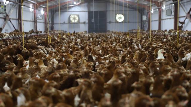 Orduda yumurta üretiminin aylık 4 milyona çıkarılması bekleniyor